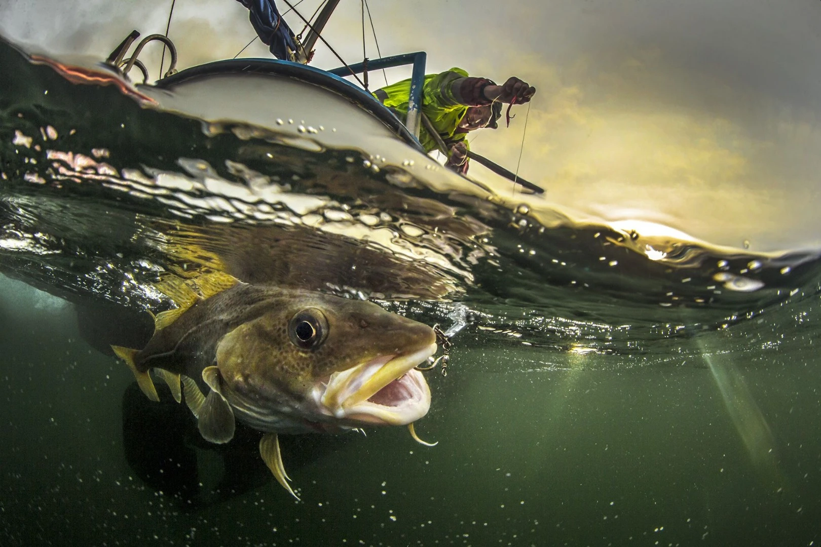 Honorable Mention in Journeys and Adventures. An old Norwegian fisherman catching a cod the traditional way