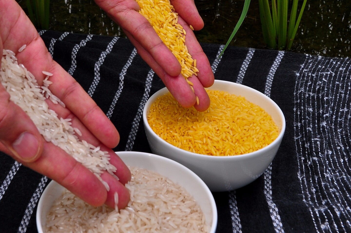 Golden rice compared with regular rice