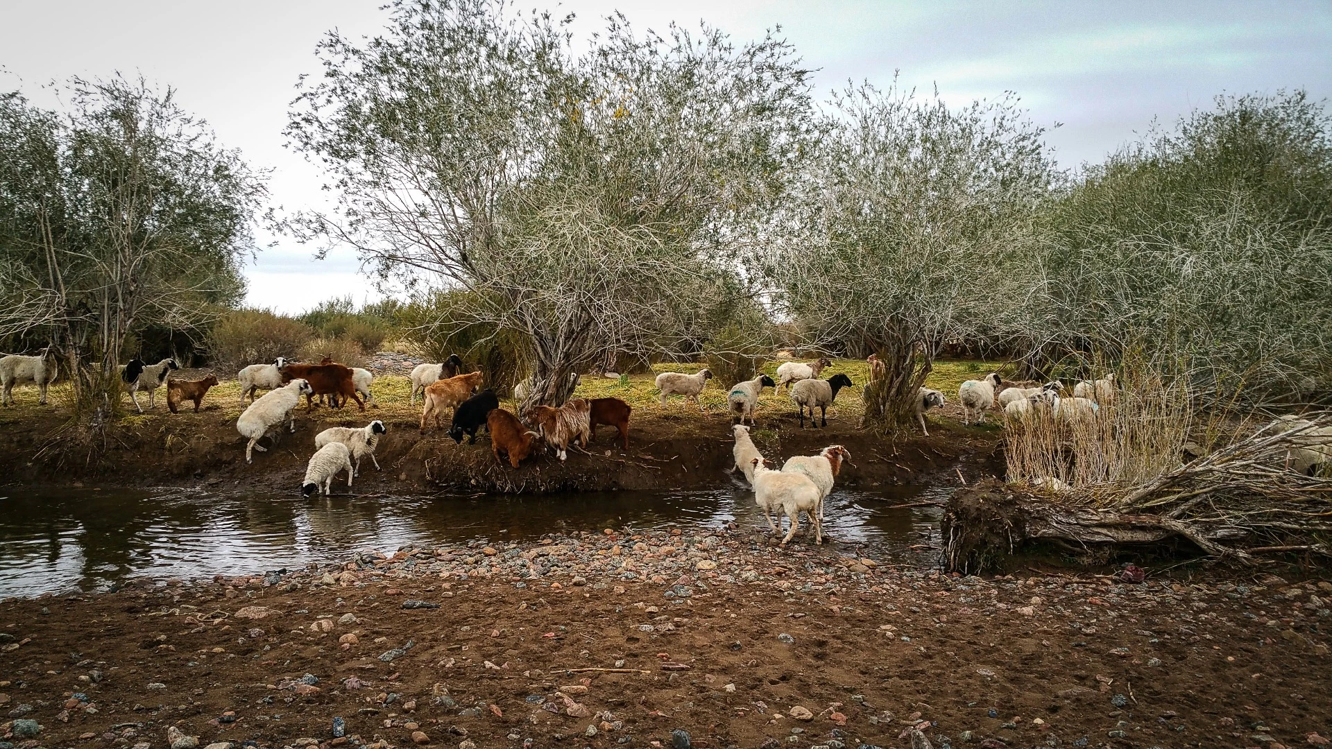 Herd animals are absolutely everywhere, from camels and yaks to cows, horses, ibex and in this case, goats. This small river provided us with an icy bathing opportunity once the goats were gone. Near Tsaaganuur