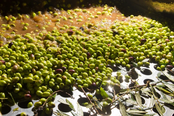 Olive mills don't just produce oil – they also generate a lot of wastewater