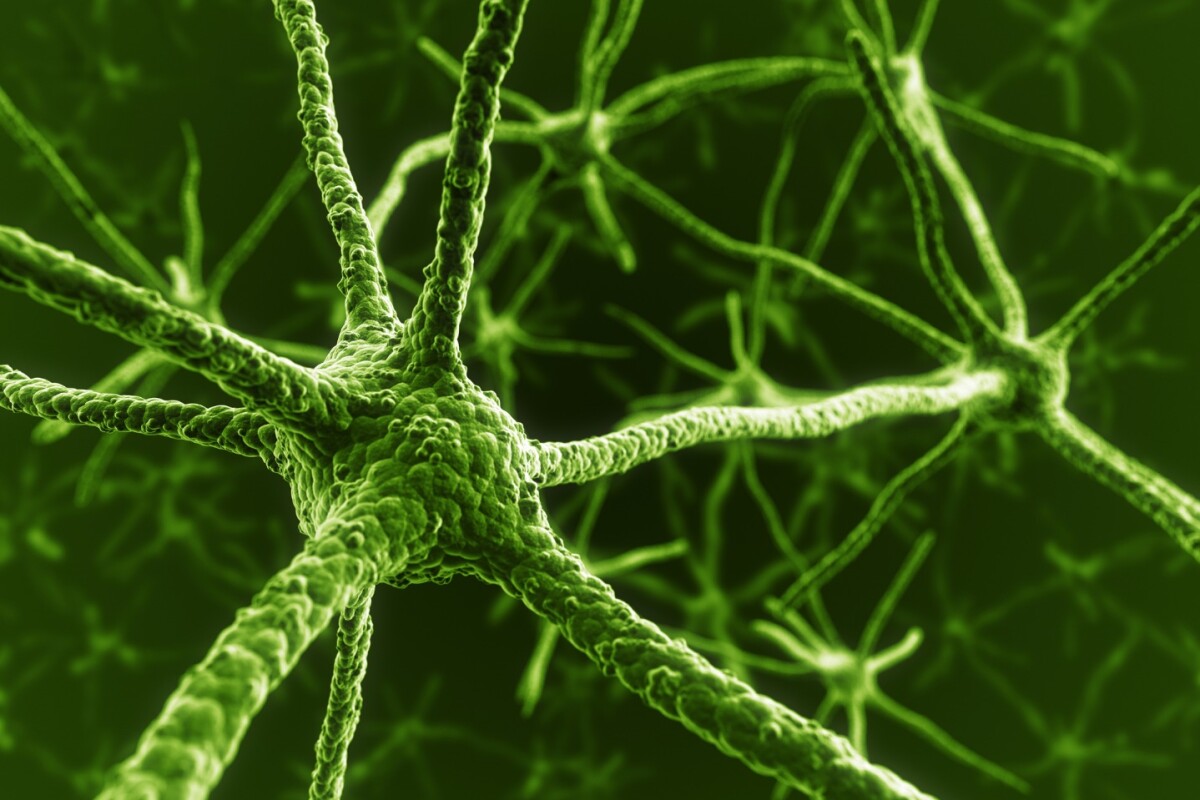 Transforming human immune cells found in a regular blood sample into functional neurons will allow for clearer laboratory study into a variety of neurodevelopmental disorders