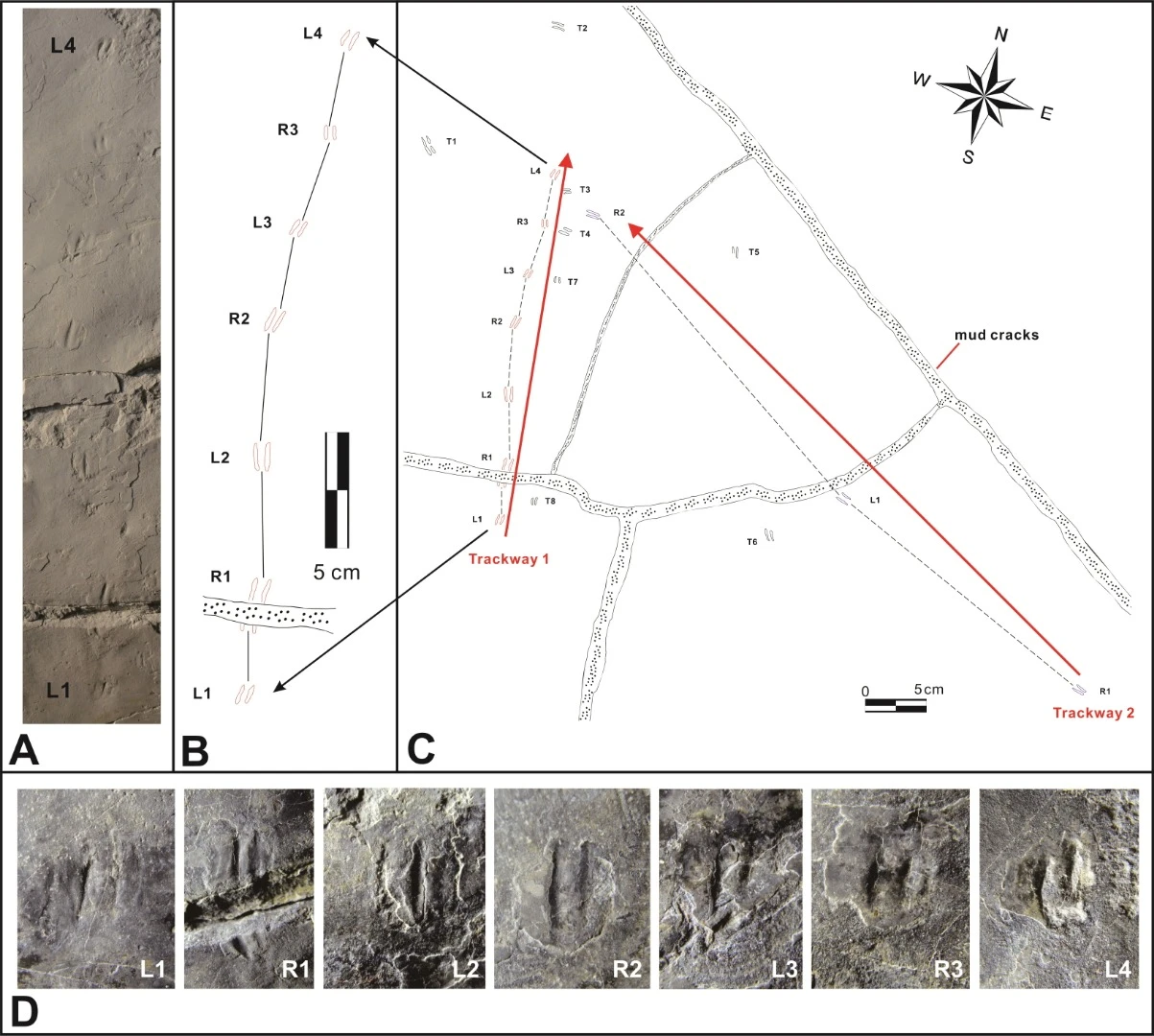A diagram of the trackways
