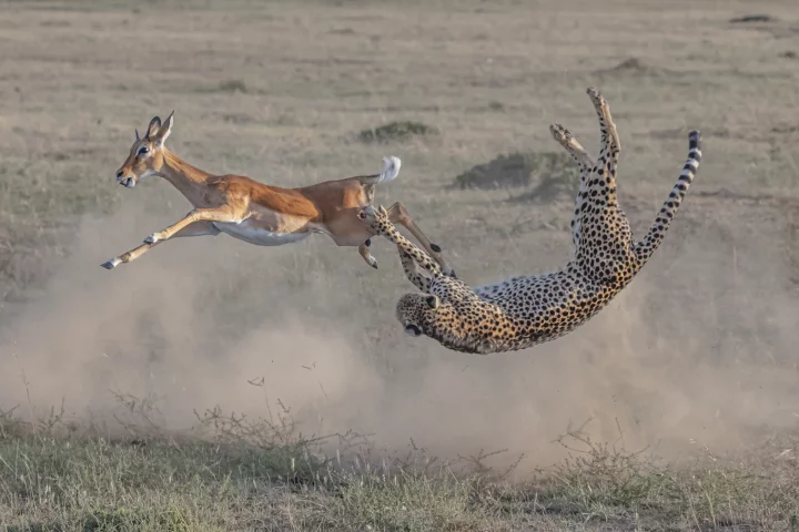 The BigPicture Awards. Terrestrial Wildlife Winner. 'Speed and Strategy'