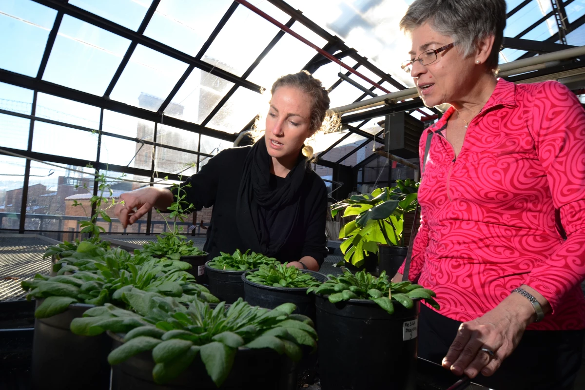 Researchers have discovered conditions that would allow plants to grow quickly in optimal conditions, while still developing a nutrient that would otherwise be absent