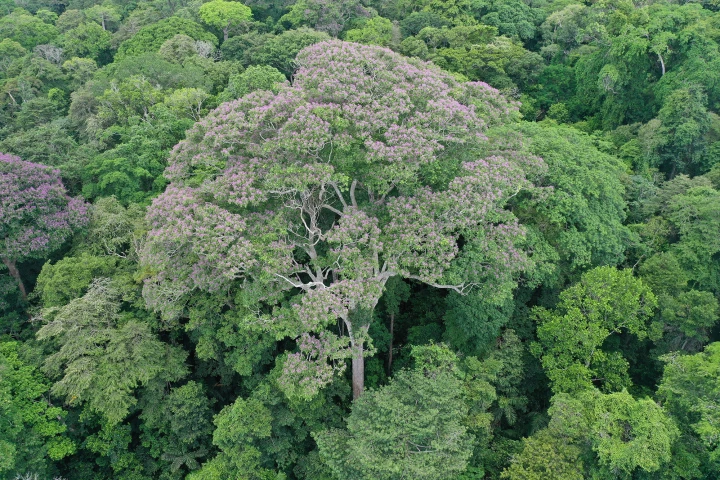 Dipteryx oleifera is native to Honduras, Nicaragua, Costa Rica, Panama, Colombia, and Ecuador