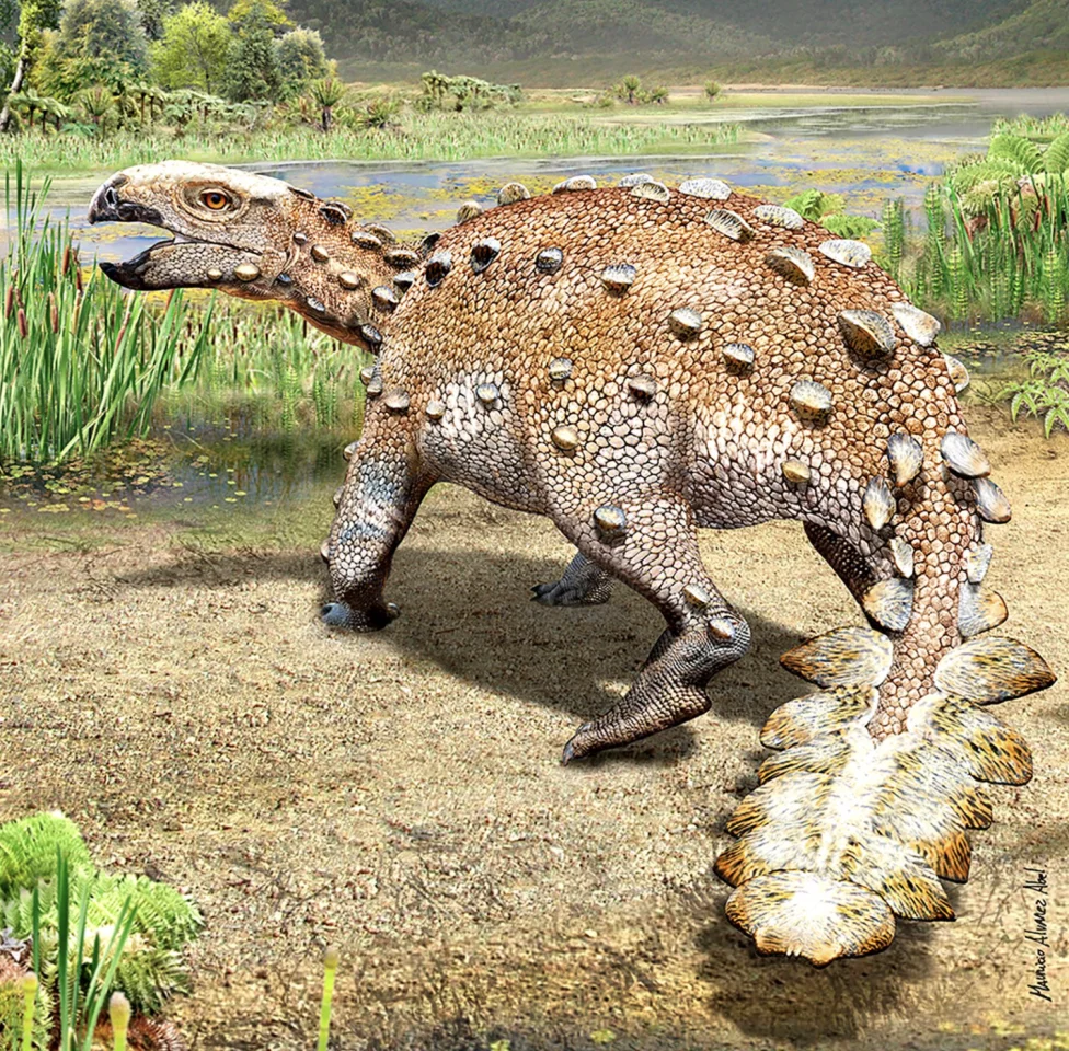 An artist's impression of Stegouros elengassen, a new species of ankylosaur with a tail like a battle axe