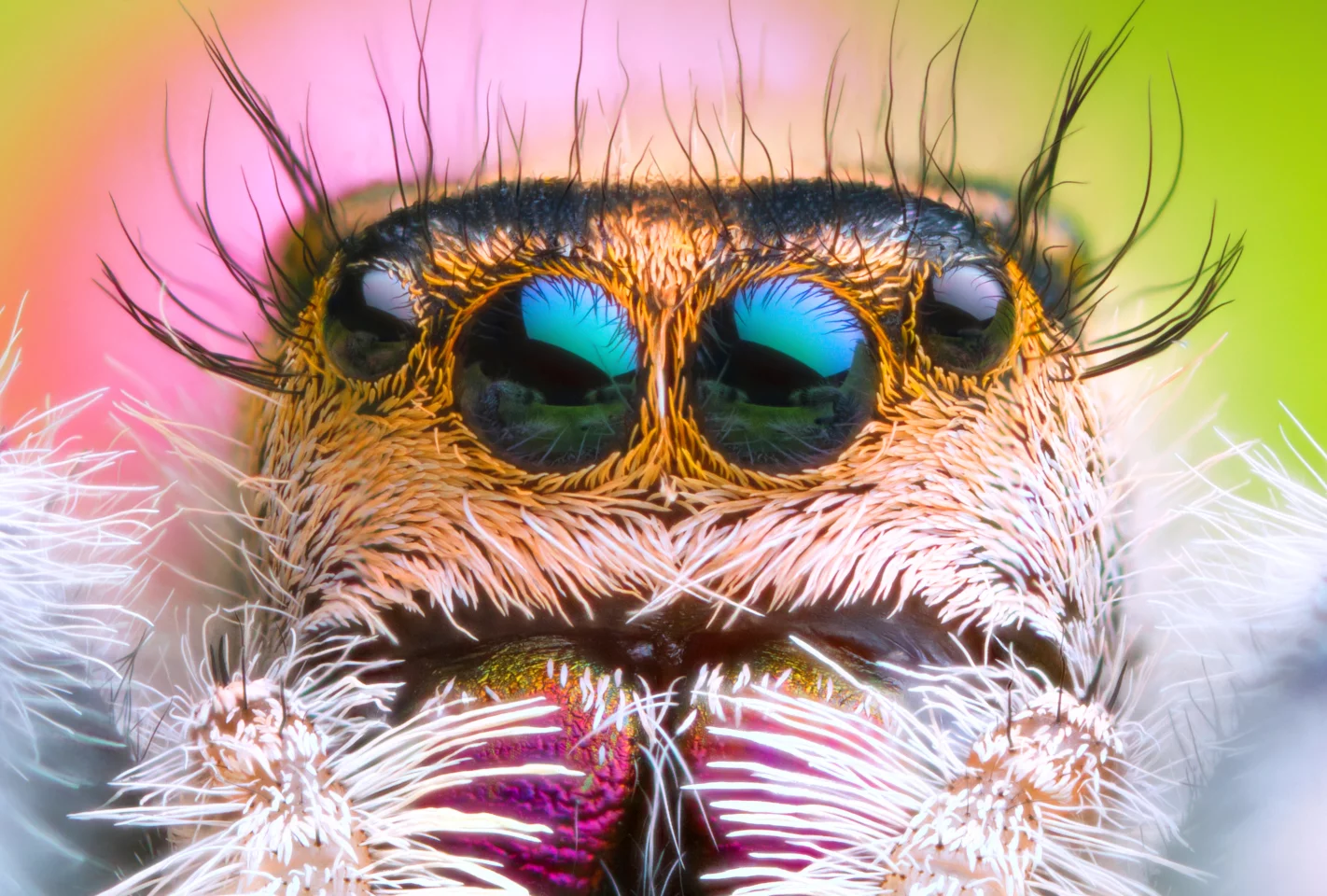 The SpiderCam is inspired by the two primary eyes of the jumping spider