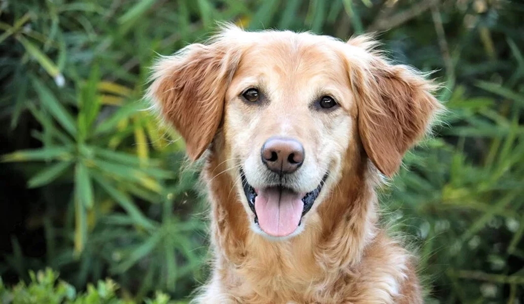 Hunter, an 11-year-old golden retriever, has lived two years cancer-free after his treatment with Yale's cancer vaccine for dogs