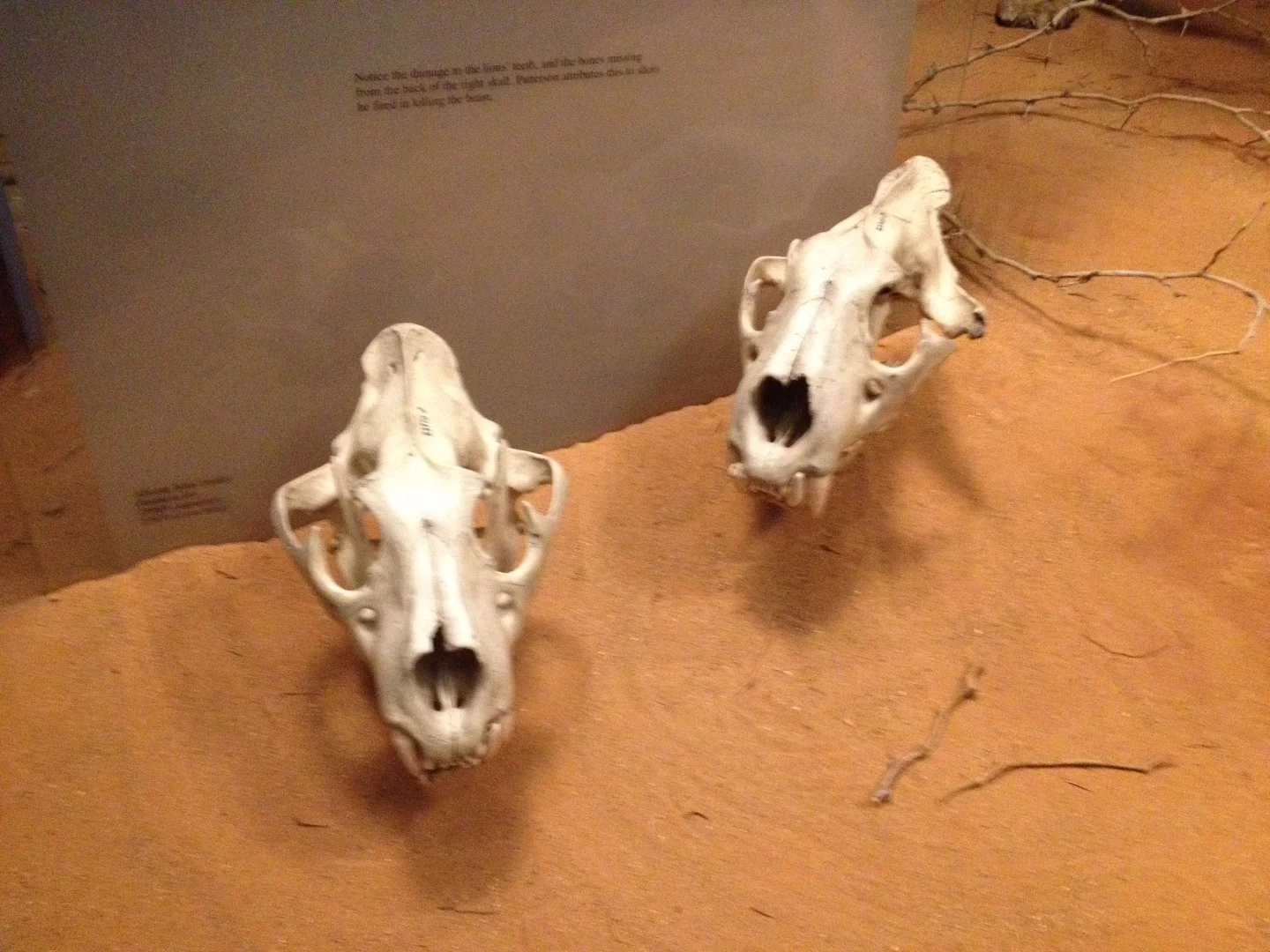 The skulls of the Tsavo man eaters on display in Chicago