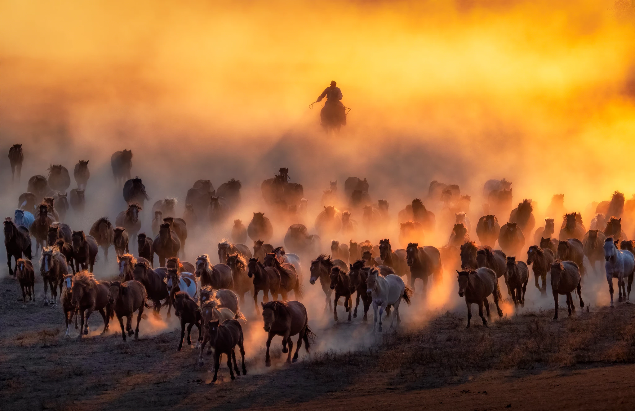 Winner, Malaysia. "Descend From Above". Mongolian horse herding