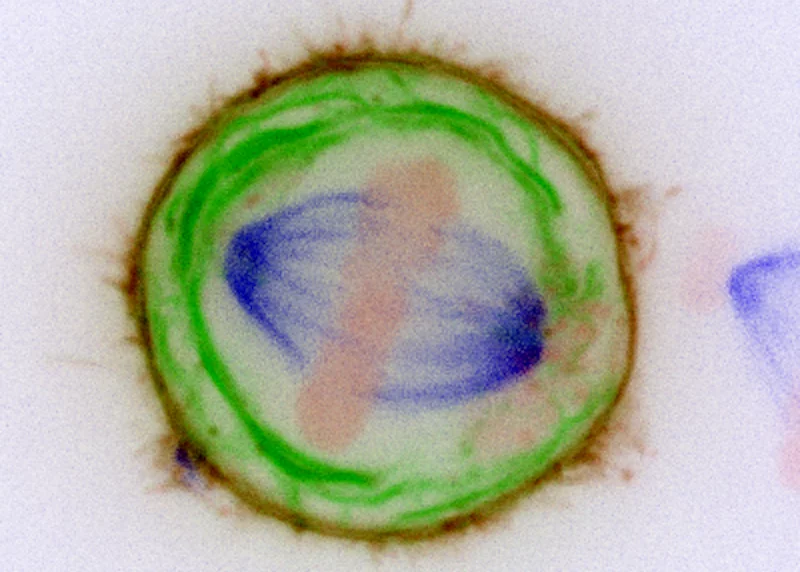 The internal structure of a cell, revealing chromosomes (pink), the spindle (blue) and membranes (green)