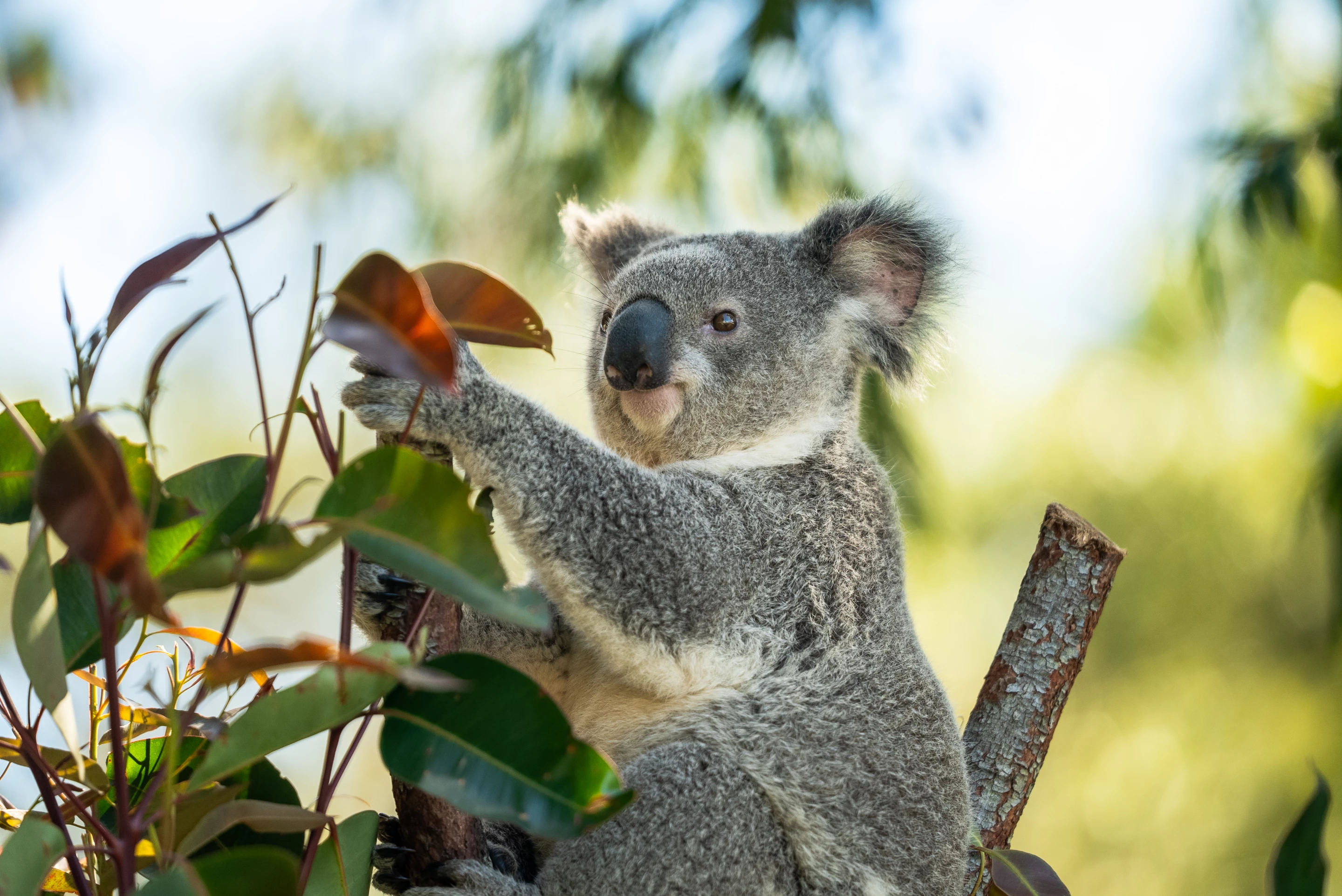 Koalas rely almost entirely on low-nutrient eucalyptus leaves for food, and as such are equipped with unique digestive abilities to do so