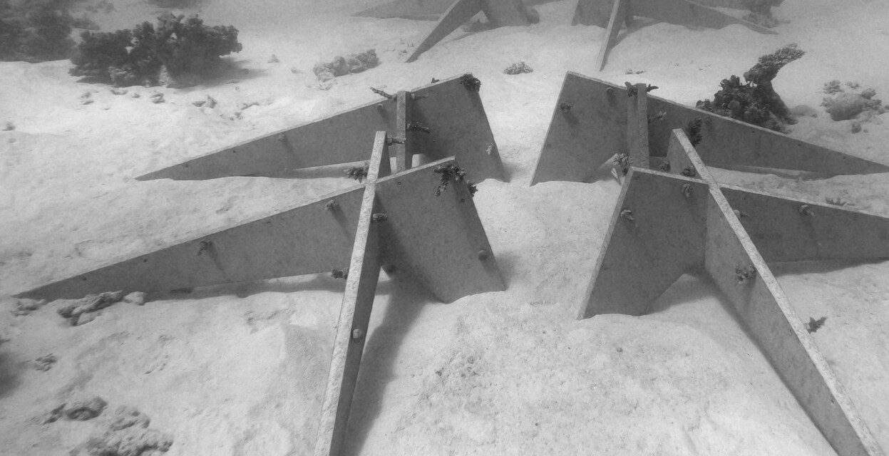 تُستخدم القرون المرجانية في الأماكن التي لا يوجد بها قاع مرجاني بالفعل