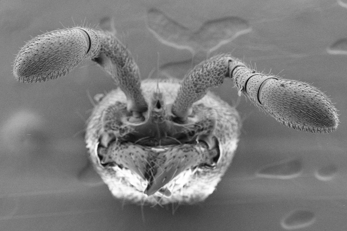 Ants detect pheromones though porous hairs on their antennae