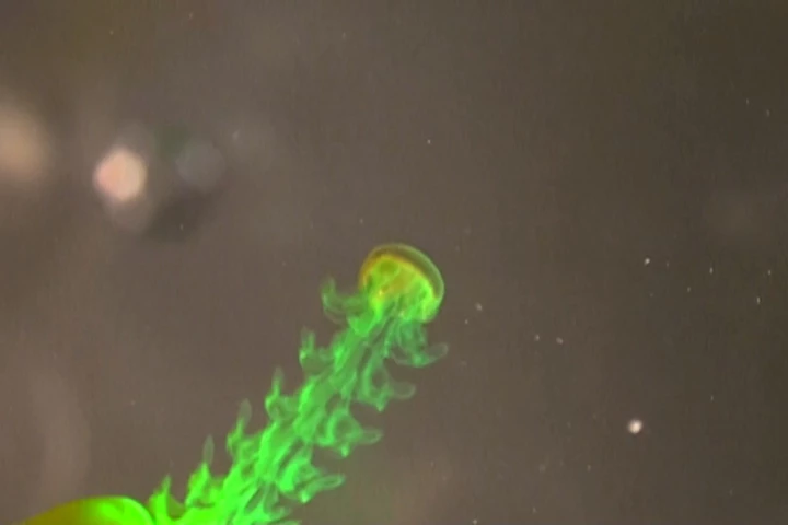 The wake of a swimming moon jellyfish is visualized using fluorescent dye