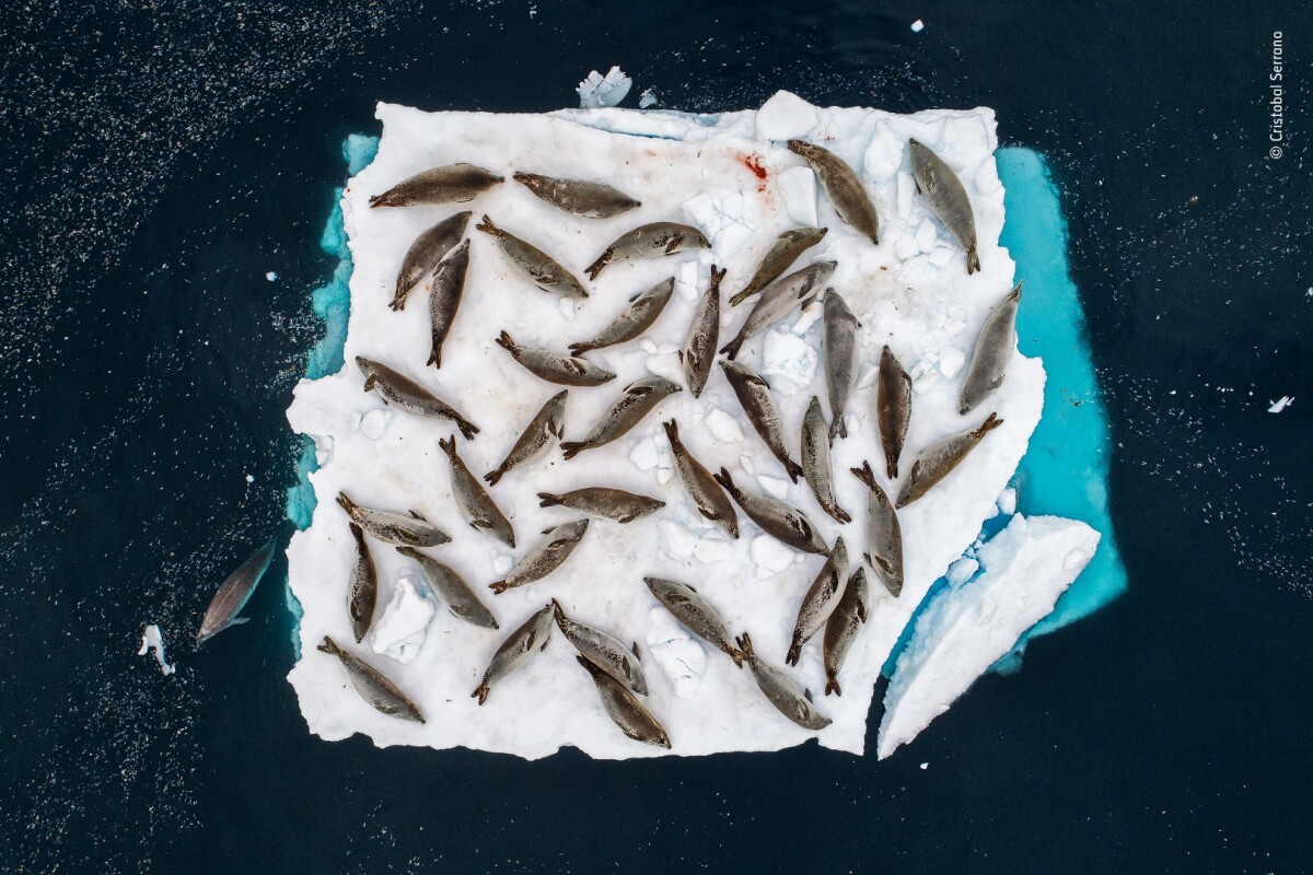 Bed of Seals by Cristobal Serrano, Spain. Winner 2018, Category: Animals in their environment. A small ice floe in the Errera Channel at the tip of the Antarctic Peninsula provides barely enough room for a group of crabeater seals to rest, and the cracks are starting to show.