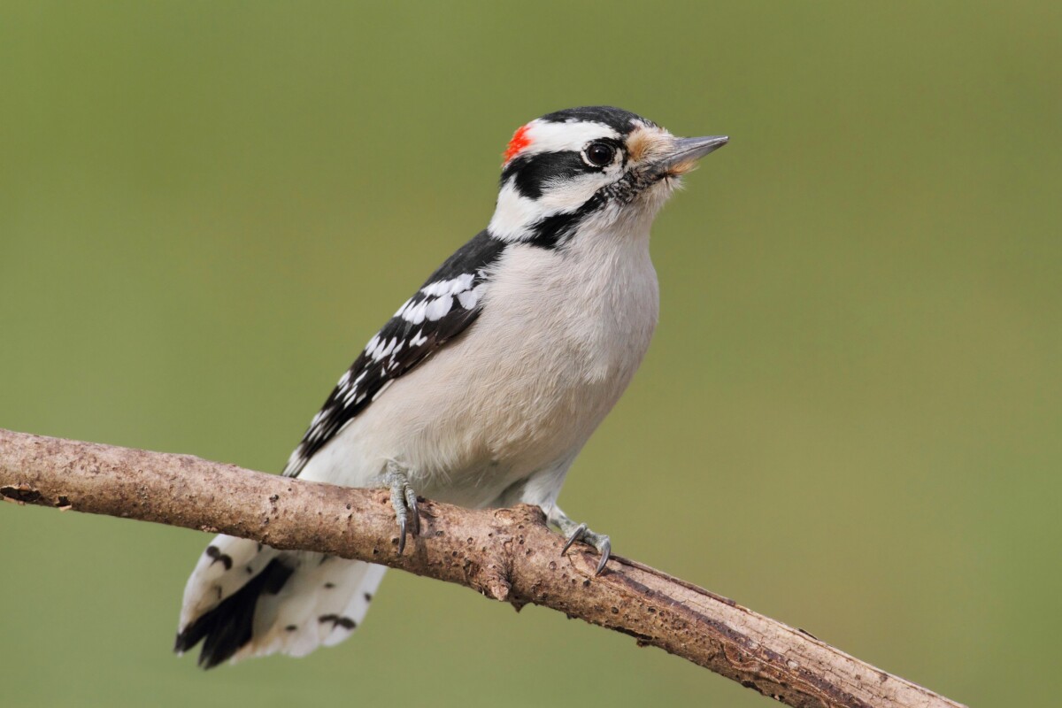 Woodpeckers turn into hammers and grunt like tennis players when drilling
