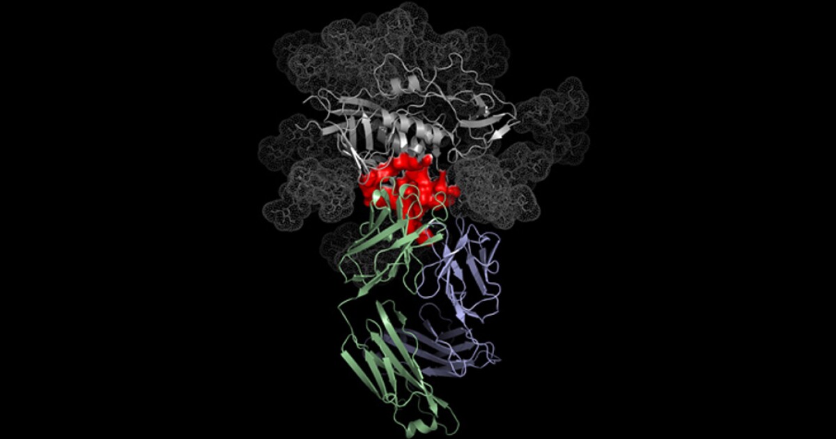 Scientists discover antibodies that neutralize over 91 percent of HIV