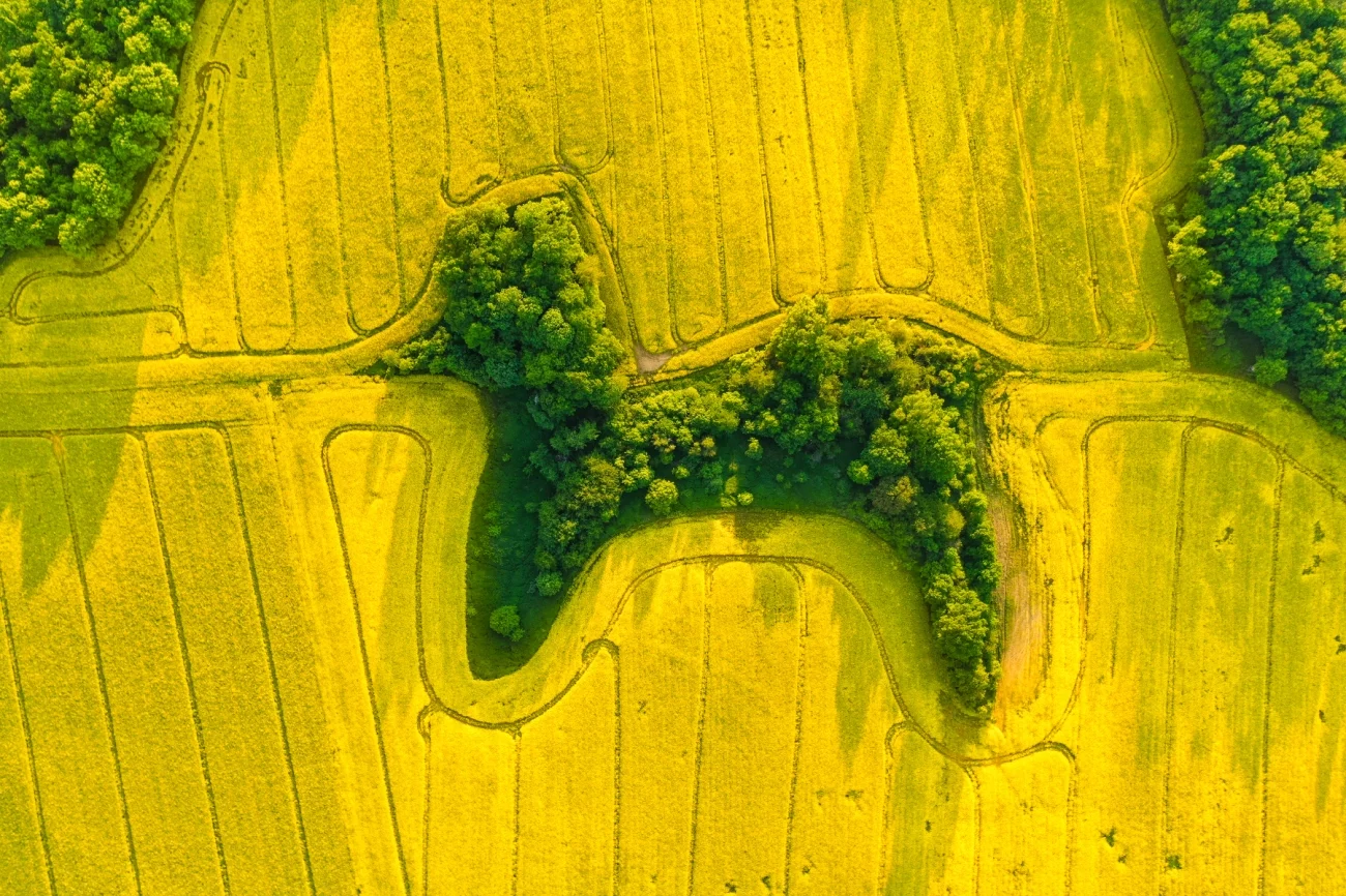 Commended - Nature. Poodle in Rapeseed. Lower Silesian Voivodeship, Poland