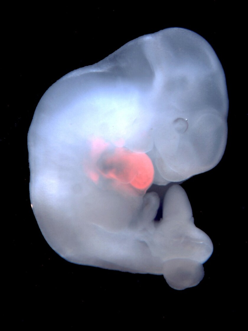 A genetically modified mouse embryo with a heart edited with rat pluripotent stem cells