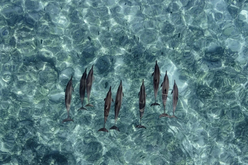 Dolphin Clarity: Commended in the Wildlife category
