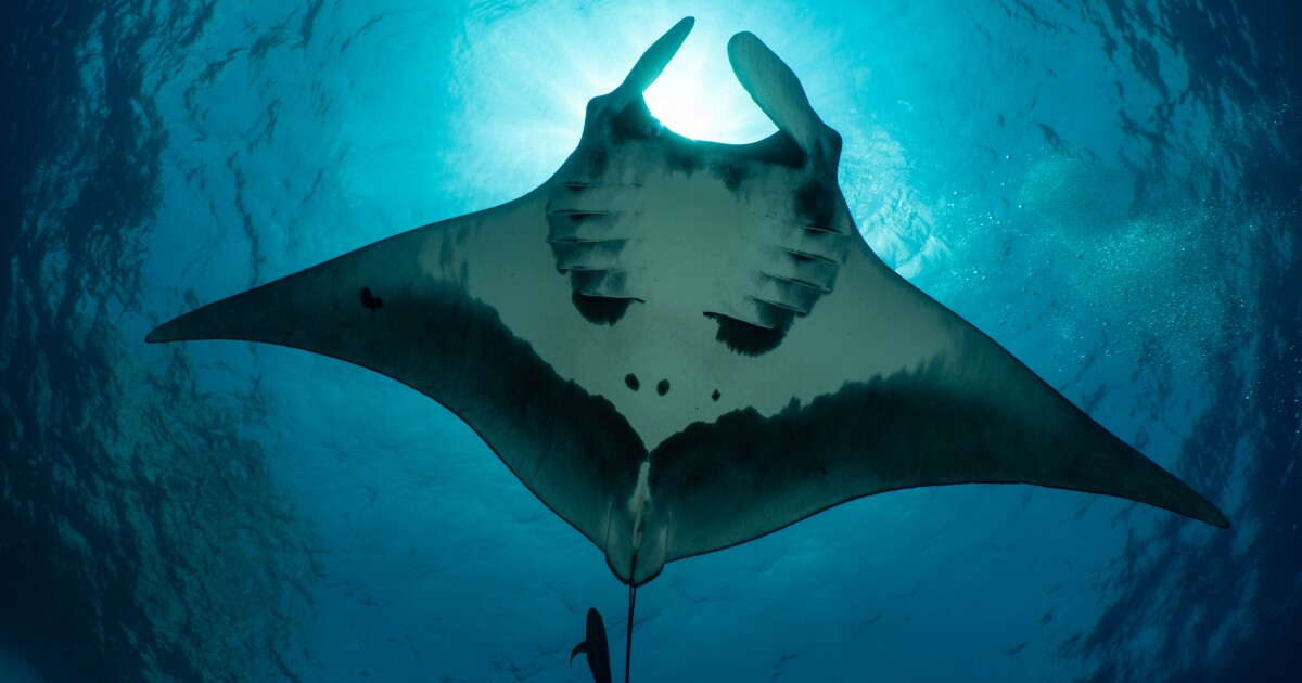 Manta rays dive over 1,200 meters deep to navigate open oceans. Manta rays dive over 1,200 meters deep to navigate open oceans.