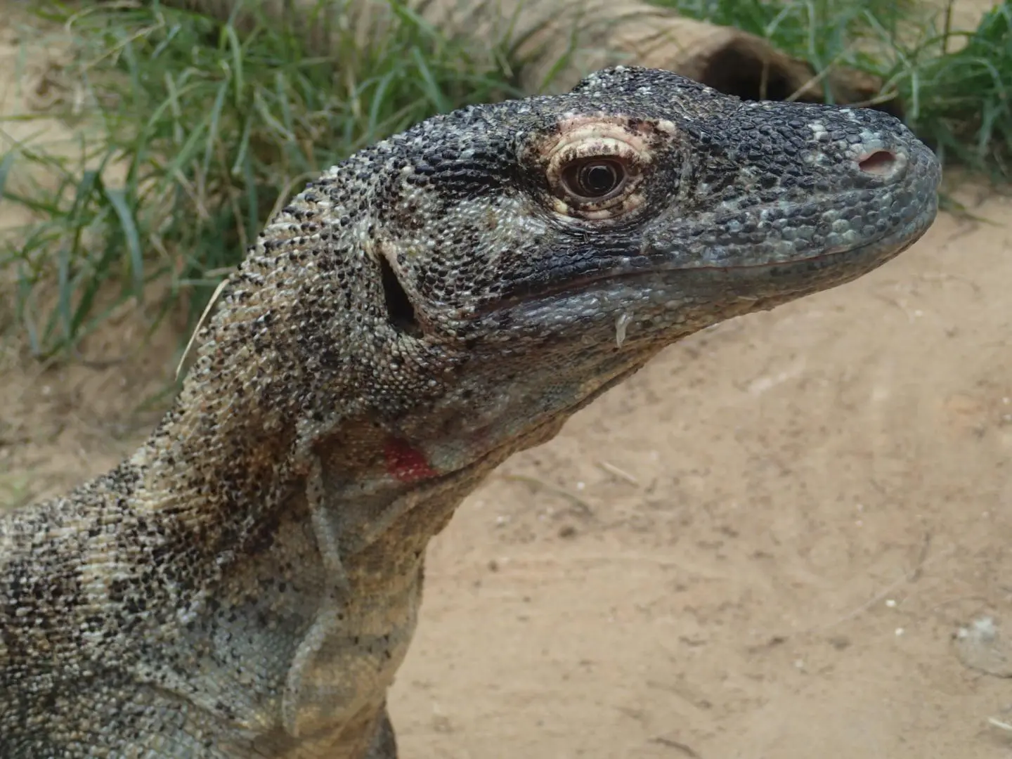 Not only is the Komodo dragon's mouth full of razor-sharp teeth, but it contains bacteria that eventually poison any prey that gets away