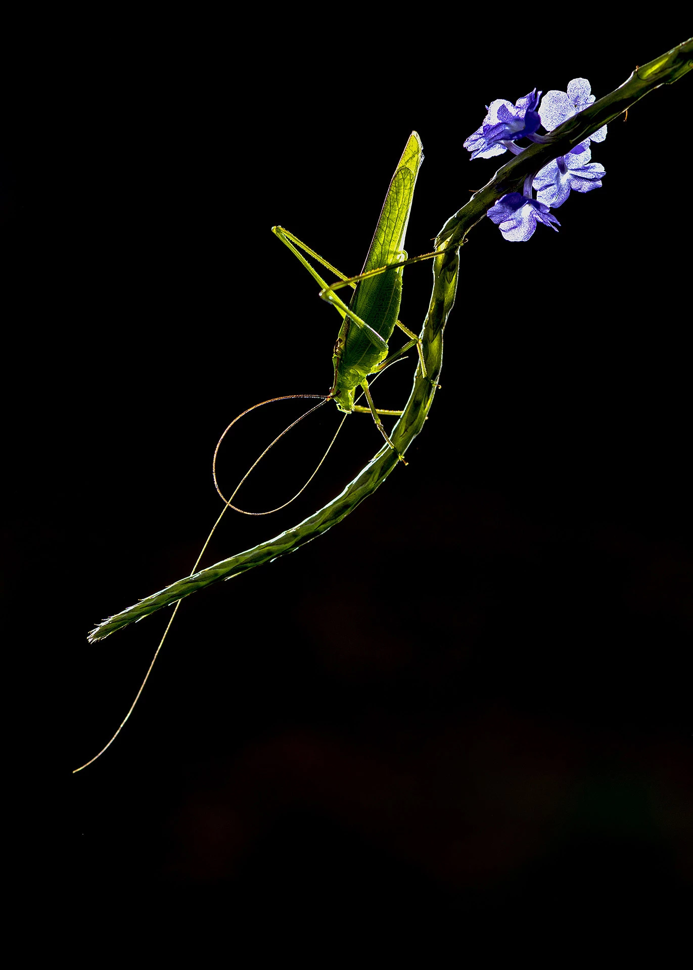 Winner - Young-Photographer. Bangalore, Karnataka. This image of a grasshopper resting on a flowering plant was shot in a park on the city outskirts.