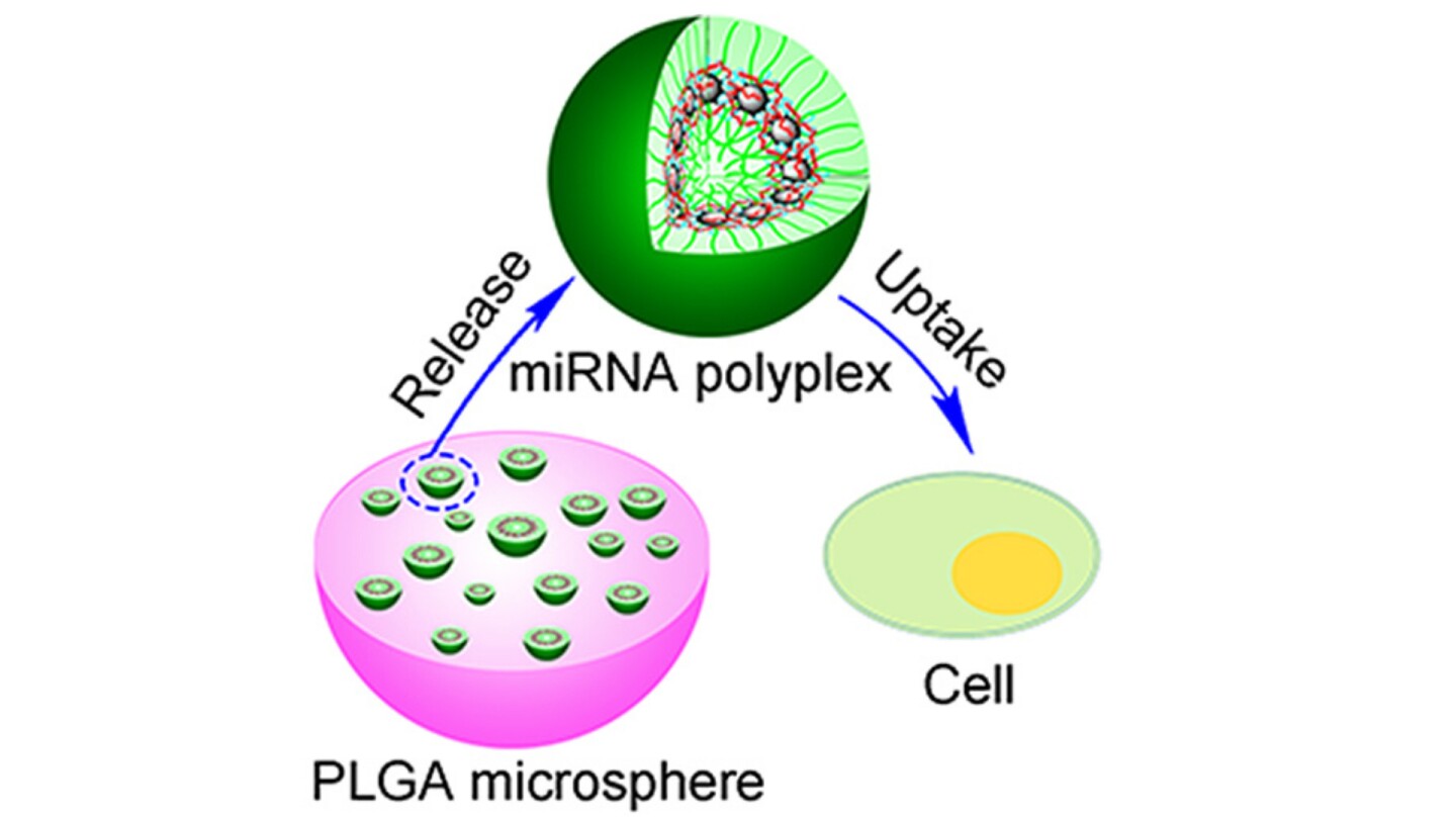 The nano-spheres deliver the microRNA molecules into the cells, where they're able to switch on healing and bone building mechanisms