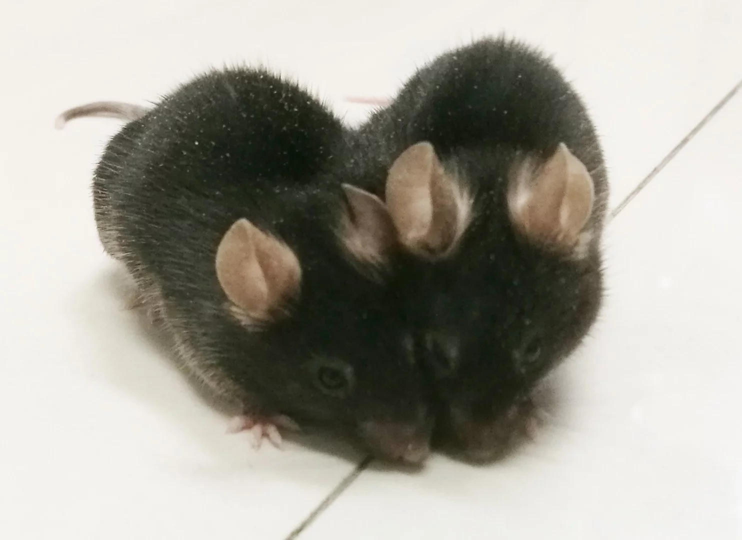 Two mice a surgically attached so they share a bloodstream allowing scientists to explore where blood-traveling proteins can infiltrate the brain