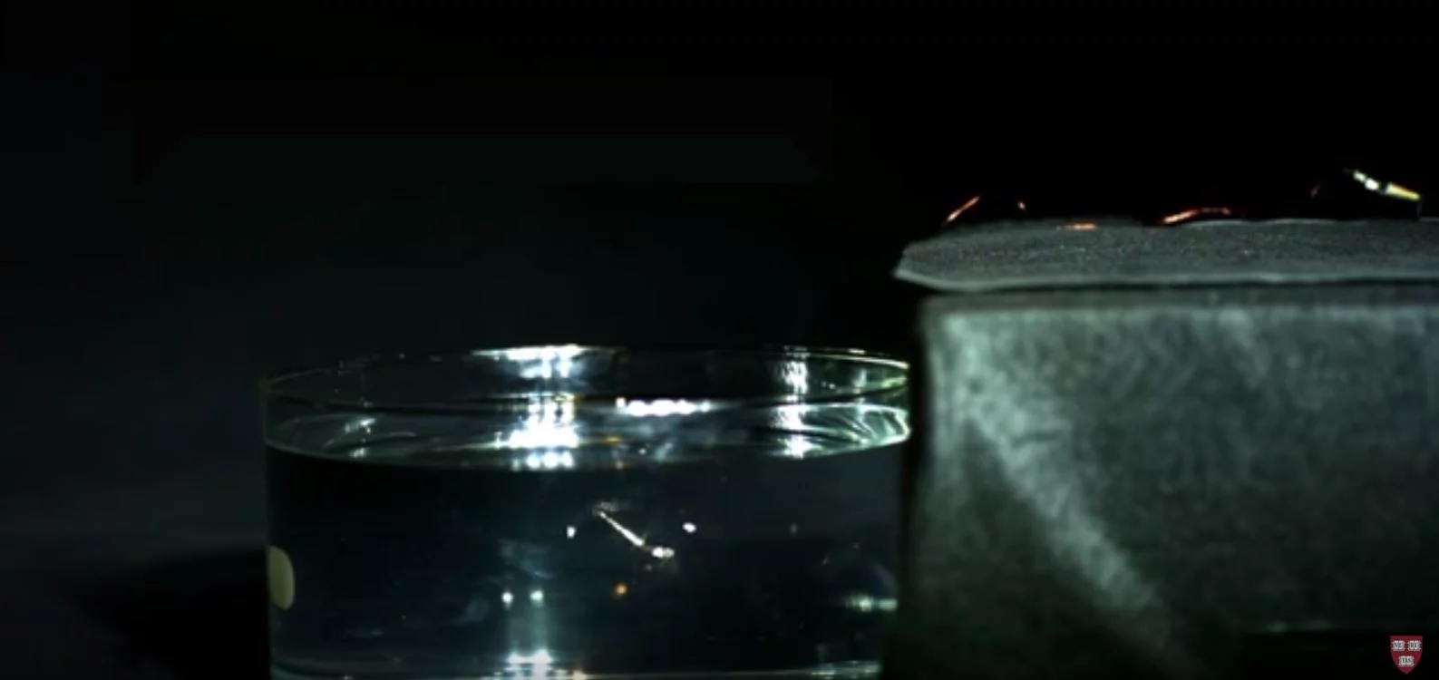 RoboBee swims using a technique based on the puffin