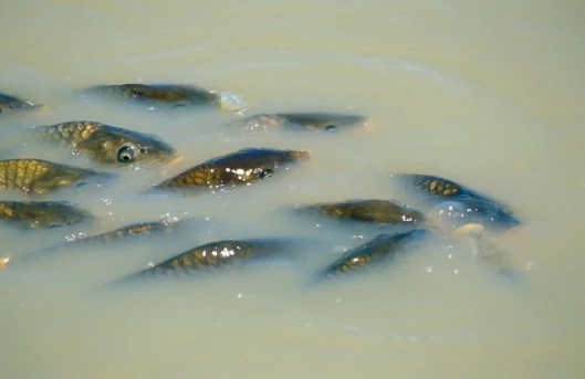 European Carp. Image: CSIRO