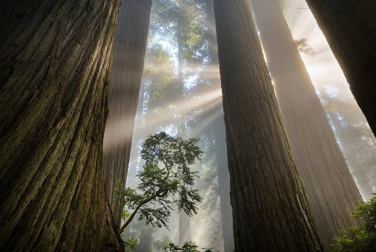 A judge's pick, Redwood Sanctuary, taken in the dwindling old growth redwood forests of Northern California