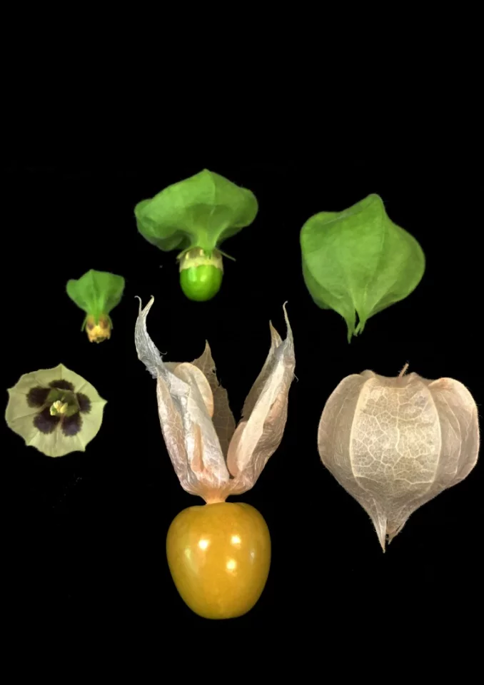 Variations in the groundcherry’s flower productivity, plant shape, and fruit size