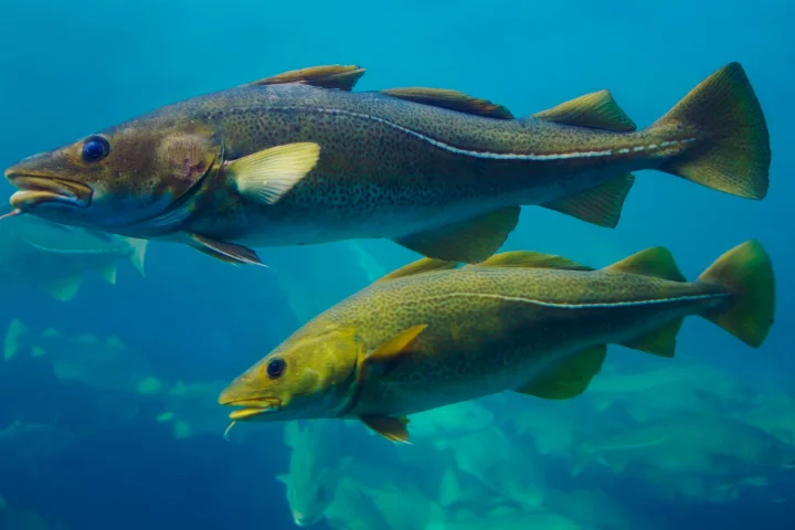 The presence of fish such as cod can be detected via their DNA