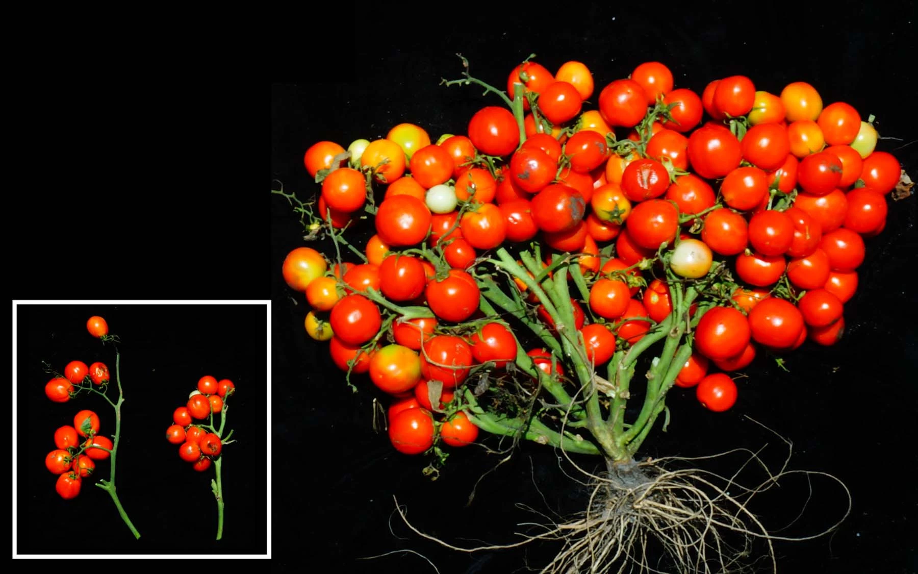 When three specific genetic mutations are combined and tuned just right, scientists can turn tomato plants into extremely compact bushes ideal for urban agriculture