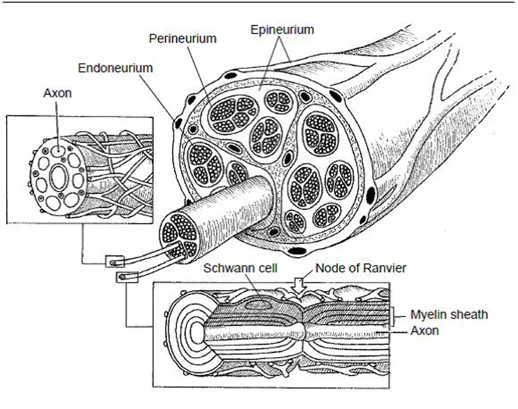 Cross-sectional view of a nerve (Image: Churchill Livingston Press)