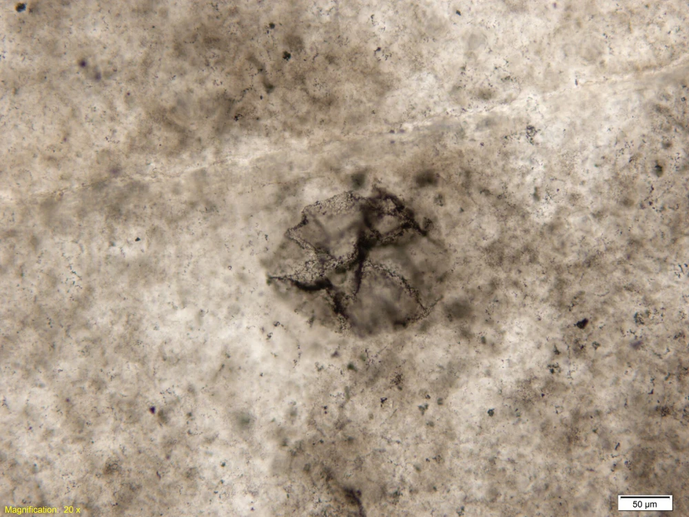 A closeup of the bacterial fossil