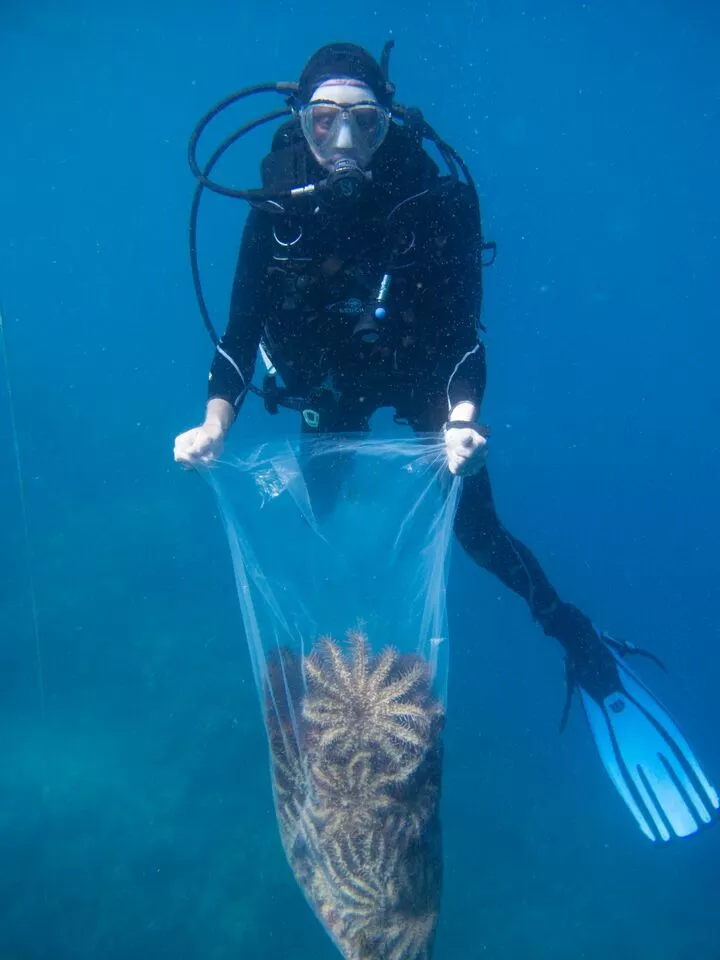 The approach to saving the Great Barrier Reef by killing off the starfish one by one is more than a drop in the ocean, but won't cure the problem itself