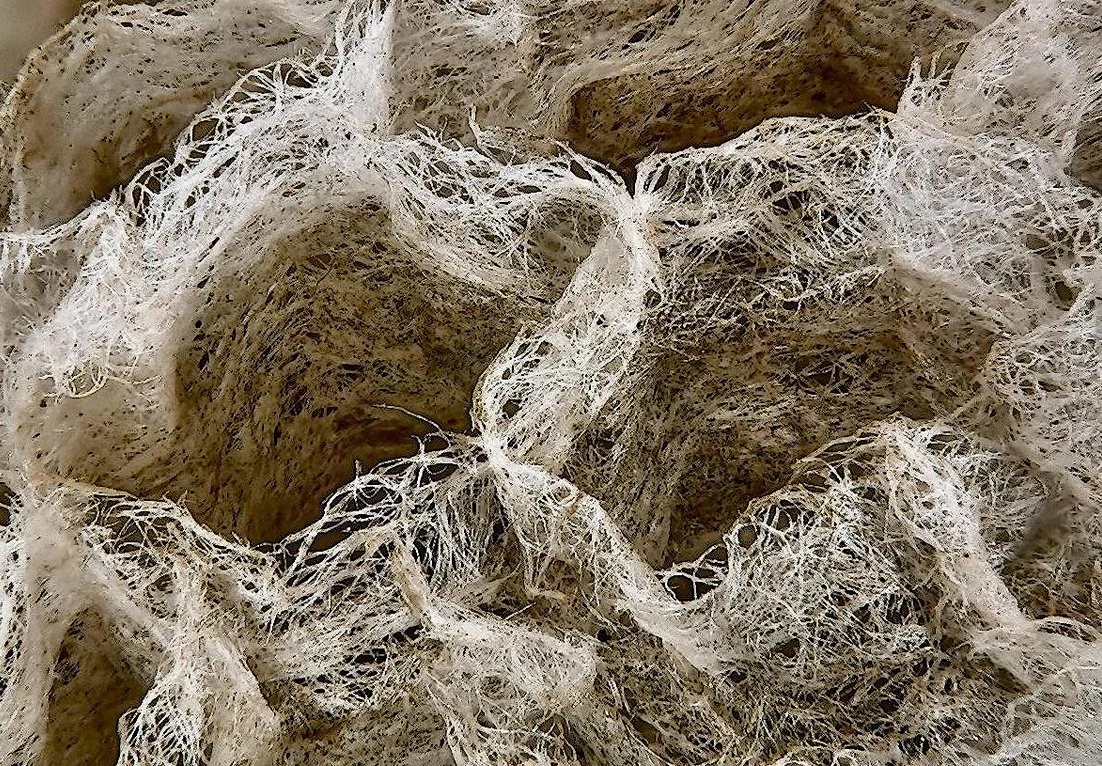 4th Place Riccardo TaiariolLa Spezia, SP, ItalyWasp nest (10x)