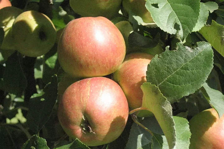 Scientists are looking into using a computerized penetrometer to assess the crispness of apples