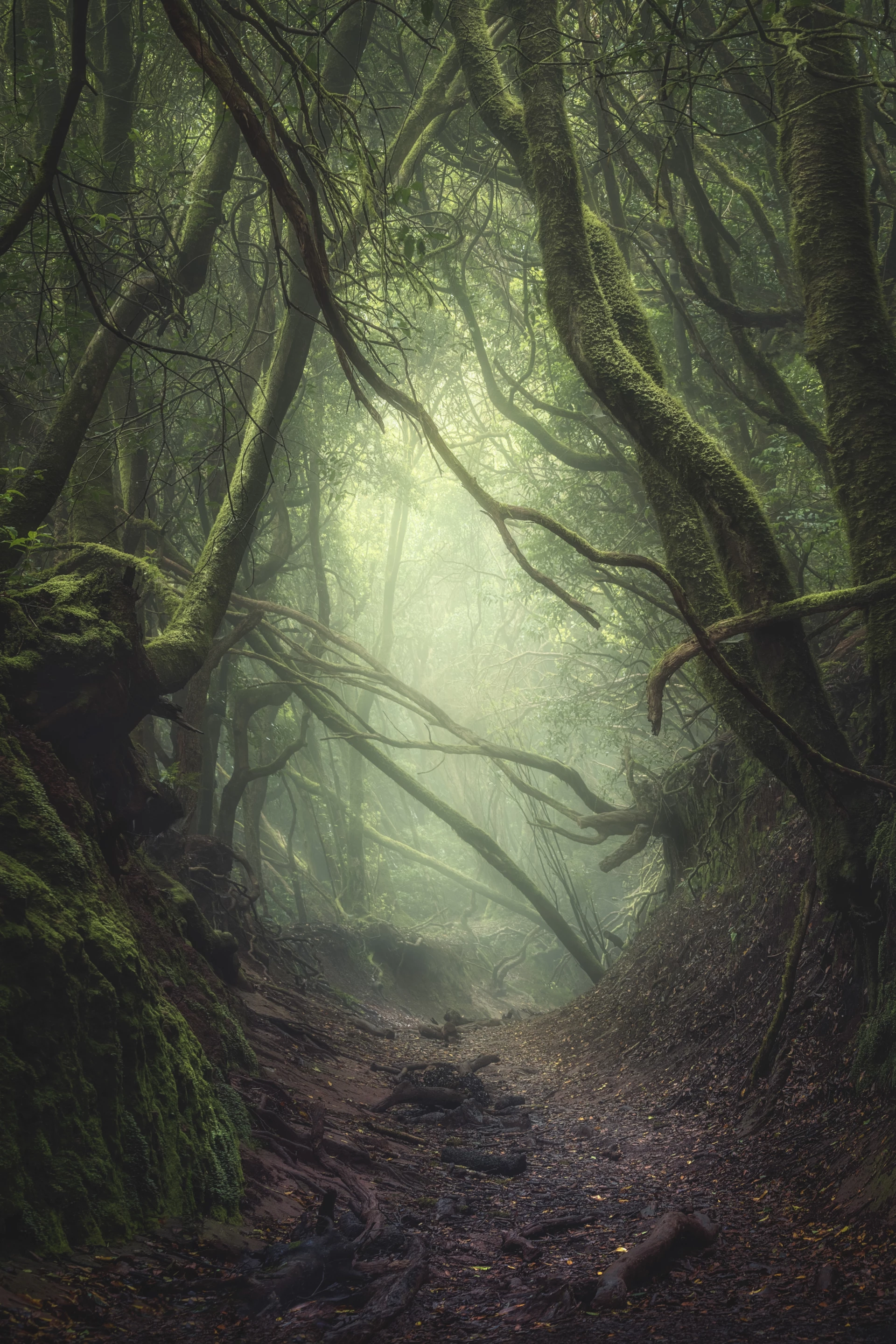 Shortlist, Landscape, Come on In. A small path in the ancient forests of the Anaga Mountains in Tenerife, Spain