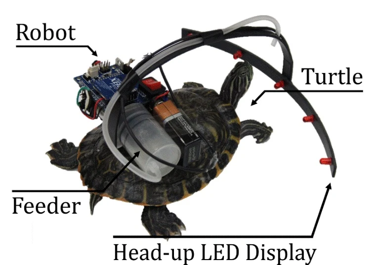 A diagram of the parasitic robot system, which can steer a turtle with flashes of light and snacks