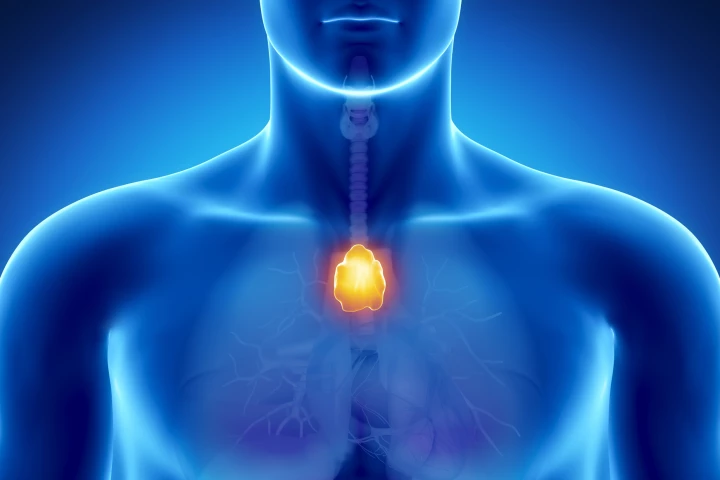 Researchers have regenerated the thymus in mice, potentially paving the way for regenerating human body parts (Image: Shutterstock)