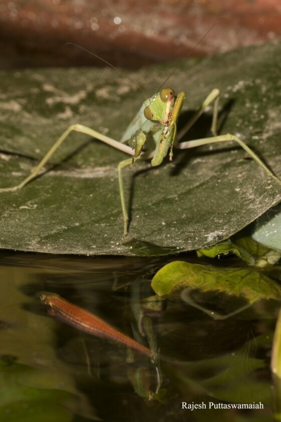 The praying mantis paid daily visits to a plant-pot water feature, where it would perch on the leaves of water lilies and water cabbage plants floating on the surface
