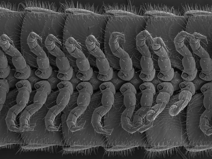 A new species of millipede, Illacme tobini, has been discovered in a cave in California, with 414 legs, four penises, and 200 poison glands