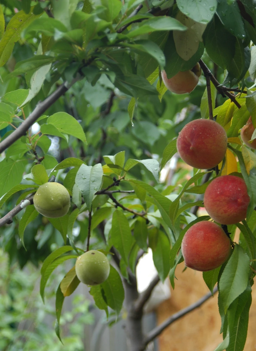 Van Aken says the project has become a means of conserving less well known stone fruit varieties (Image: Sam Van Aken / Ronald Feldman Fine Art)