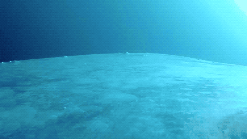 Cameras captured 27 remoras at 61 different locations on the whales, but revealed that most of they time they traveled between three spots that were favorable for drag resistance