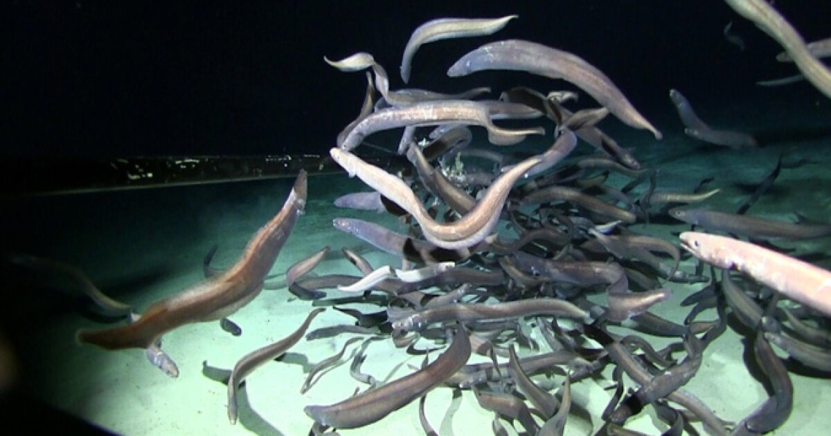 Fish 600m Deep Record number of fish at abyssal depths found in the Pacific