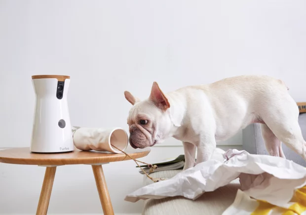 Furbo will warn you when your dog is barking at home